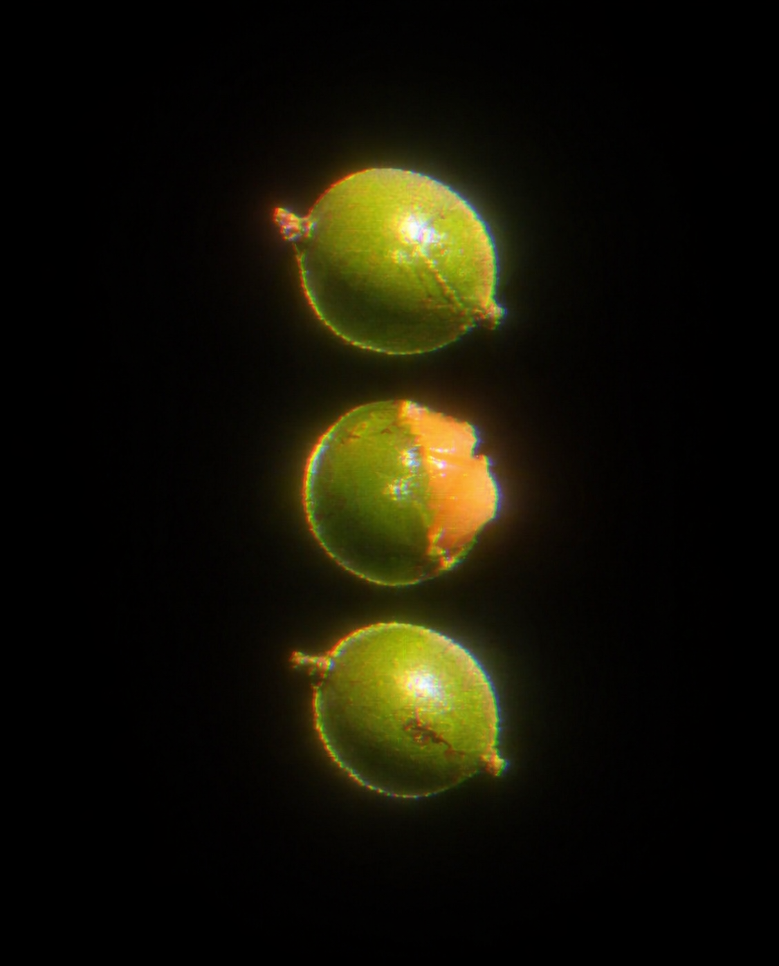Quenepas, three green tropical fruits glowing on black, the middle one cracked open showing the orange flesh
